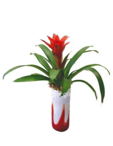 Pianta di guzmania colori assortiti