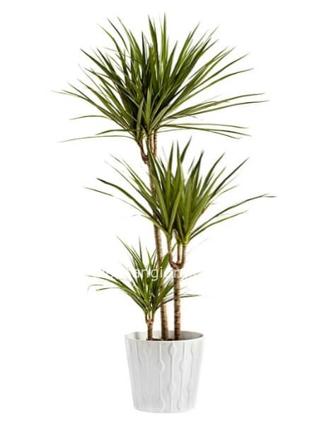 Dracena marginata